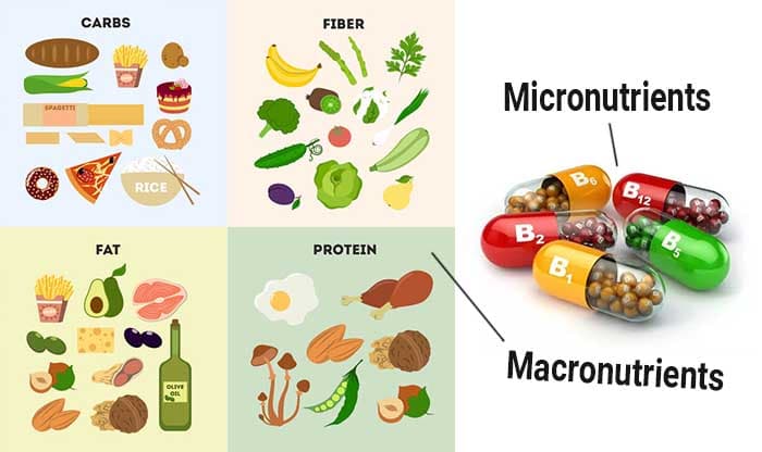 Decoding Micronutrients and Macronutrients