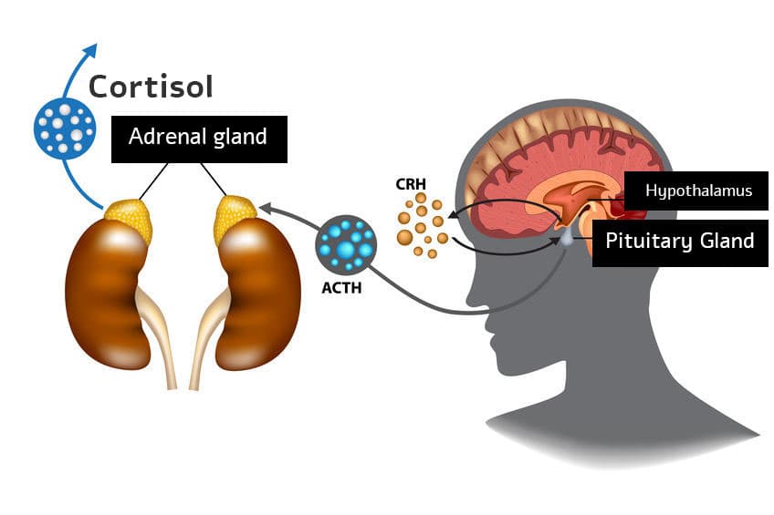 Cortisol – What it Does and How to Maintain Healthy Levels